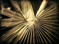 Palm Frond Jekyll Island GA  2017