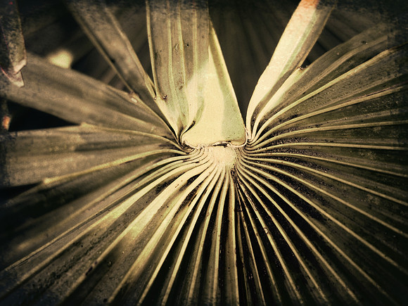 Palm Frond Jekyll Island GA  2017