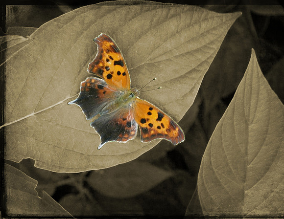Question Mark Butterfly Digital Tintype with Color 2009