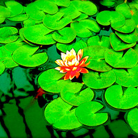 Water Lily, MN 2005