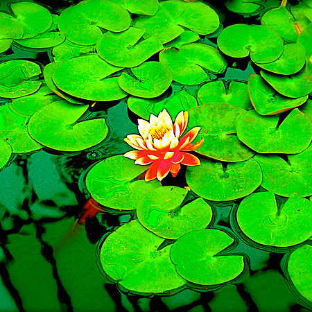 Water Lily, MN 2005