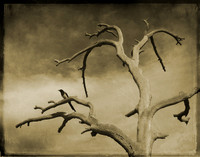 Skeleton Tree, MT 2019