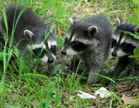 Raccoon Babies, MN  2021