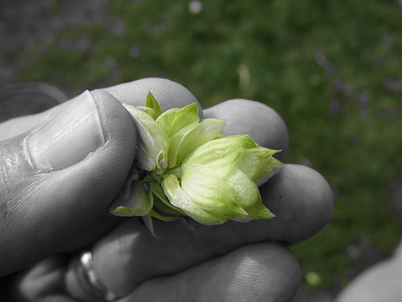 Hops, MN 2017