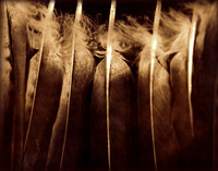 Red Tail Feathers, WI 1985