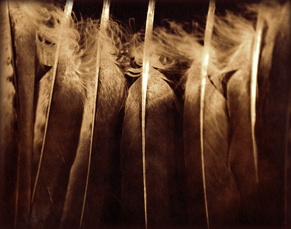 Red Tail Feathers, WI 1985