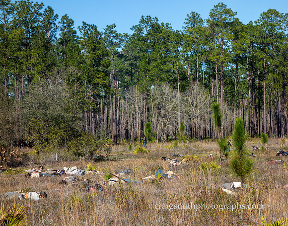 Confederate Casualties, Civil War Reenactment at Olustee, FL 2023