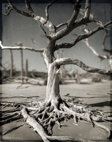 Driftwood Beach, GA 2023-001