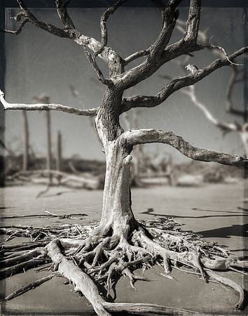 Driftwood Beach, GA  2023