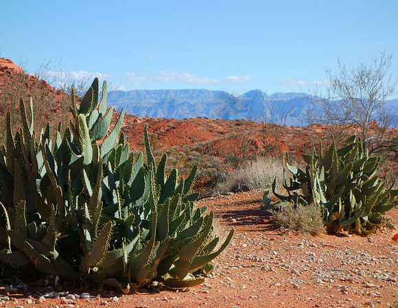 Cactus, Valley of Fire State Park, NV  2015