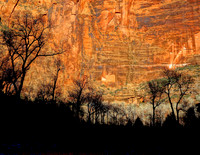 Tree Silhouettes, Zion National Park, UT  2014