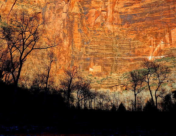 Tree Silhouettes, Zion National Park, UT  2014