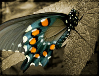 Pipevine Swallowtail, MN 2019