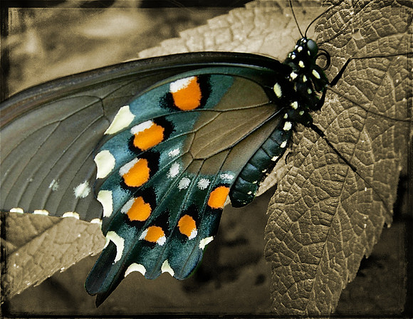 Pipevine Swallowtail, MN 2019