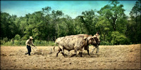 Plowman and Oxen, Nowthen Threshing Bee,  2016