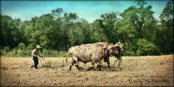 Plowman and Oxen, Nowthen Threshing Bee,  2016