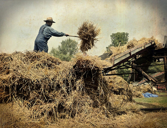 Straw Hat Wheat Pitcher, Butterfield Threshing Bee, 2014