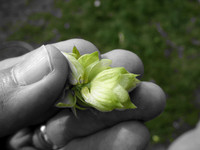 Hops, 2017