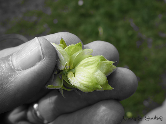 Hops, 2017