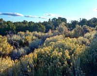 Mesa Top in Bloom, Mesa Verde National Park, CO 2017
