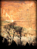 Tree Silhouettes, Zion Canyon, Utah 2014