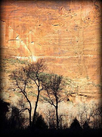 Tree Silhouettes, Zion Canyon, Utah  2014