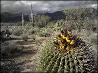Sonoran Desert, Tanque Verde, NM 2019