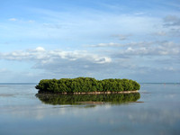 Mangrove Island, FL 2015