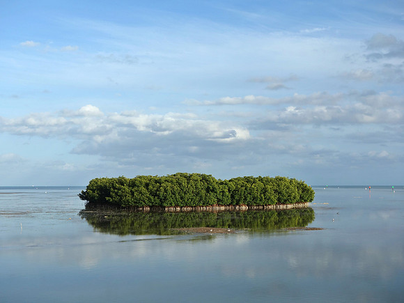 Mangrove Island, FL 2015