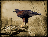 Harris's Hawk, Sonoran Desert, NM 2019