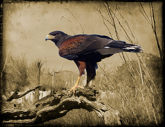 Harris's Hawk, Sonoran Desert, NM 2019