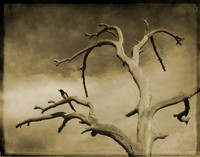 Skeleton Tree, 2019