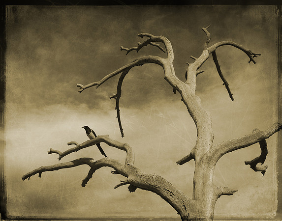 Skeleton Tree, 2019