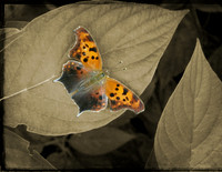 Question Mark Butterfly, MN  2009